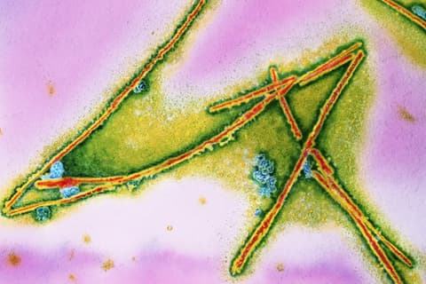 Tucatnyi új antibiotikum-jelöltet találtak prionok belsejében