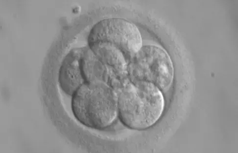 Emberi embriókon tesztelhetik a CRISPR-et a brit kutatók