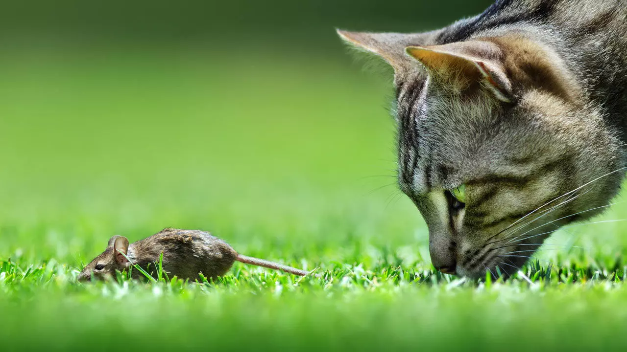 egerek toxoplazmája zabpehely férgek ellen