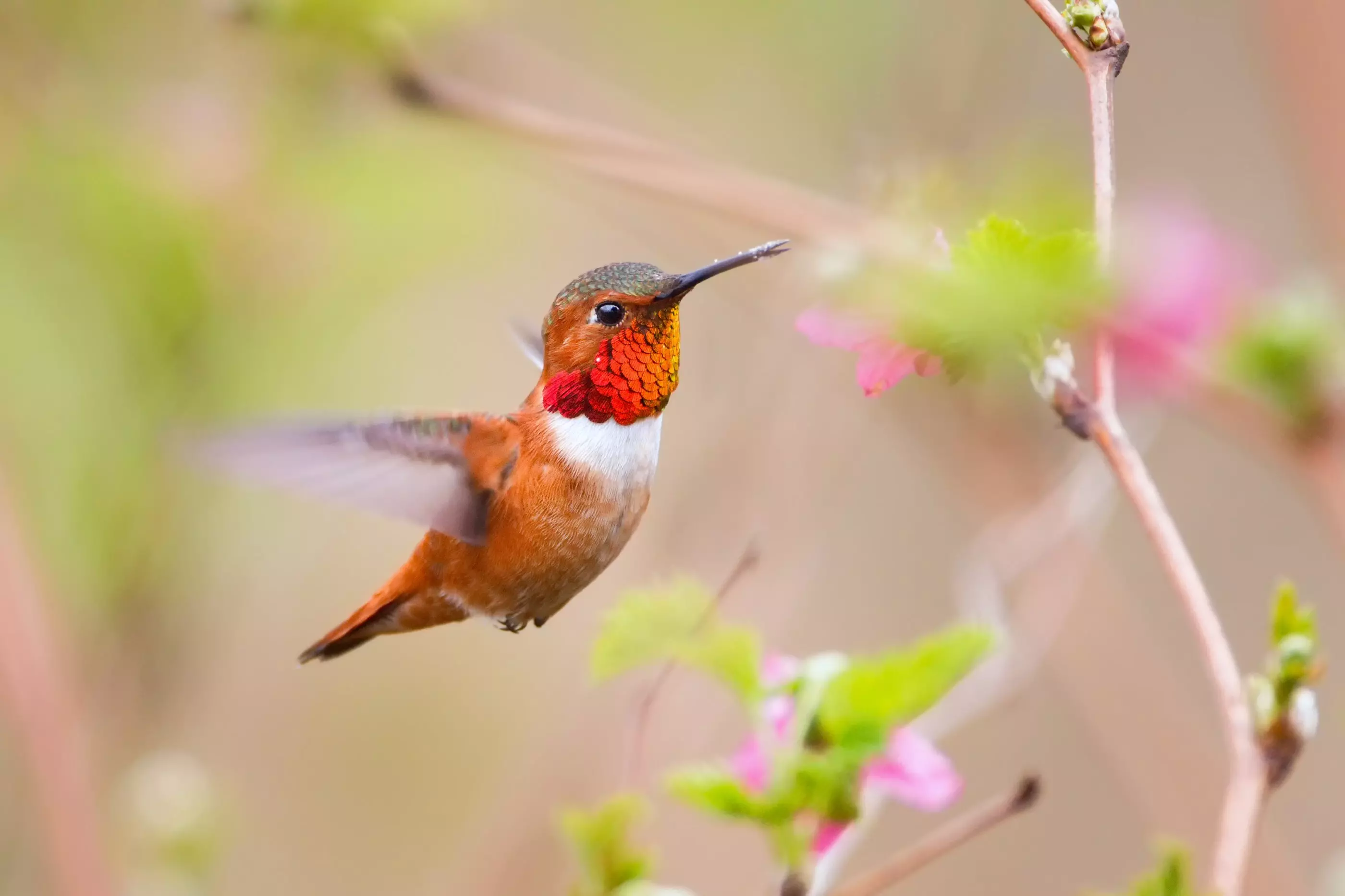 A kolibrik is tudnak számolni