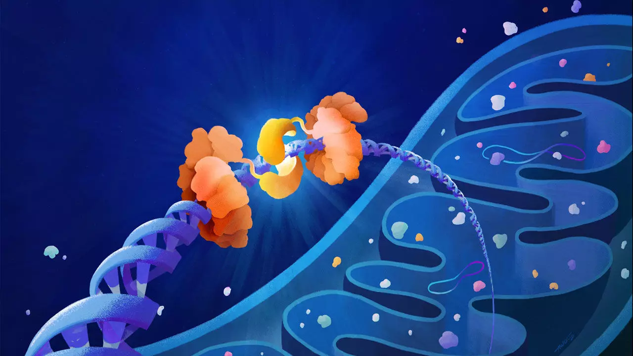 Először génszerkesztették a mitokondriális genomot