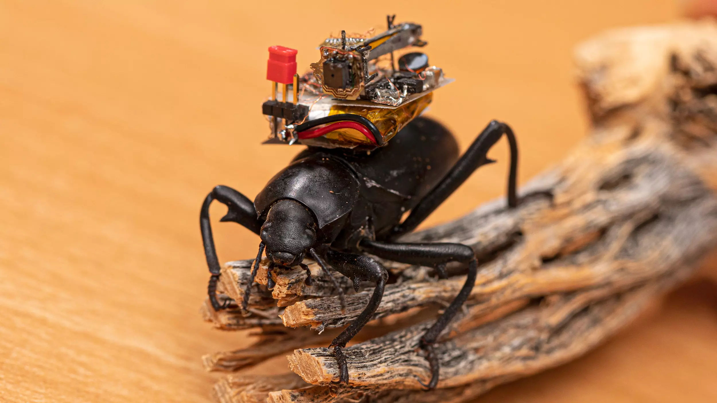 Picurka kamerákkal vizsgálják a bogarak titkos életét