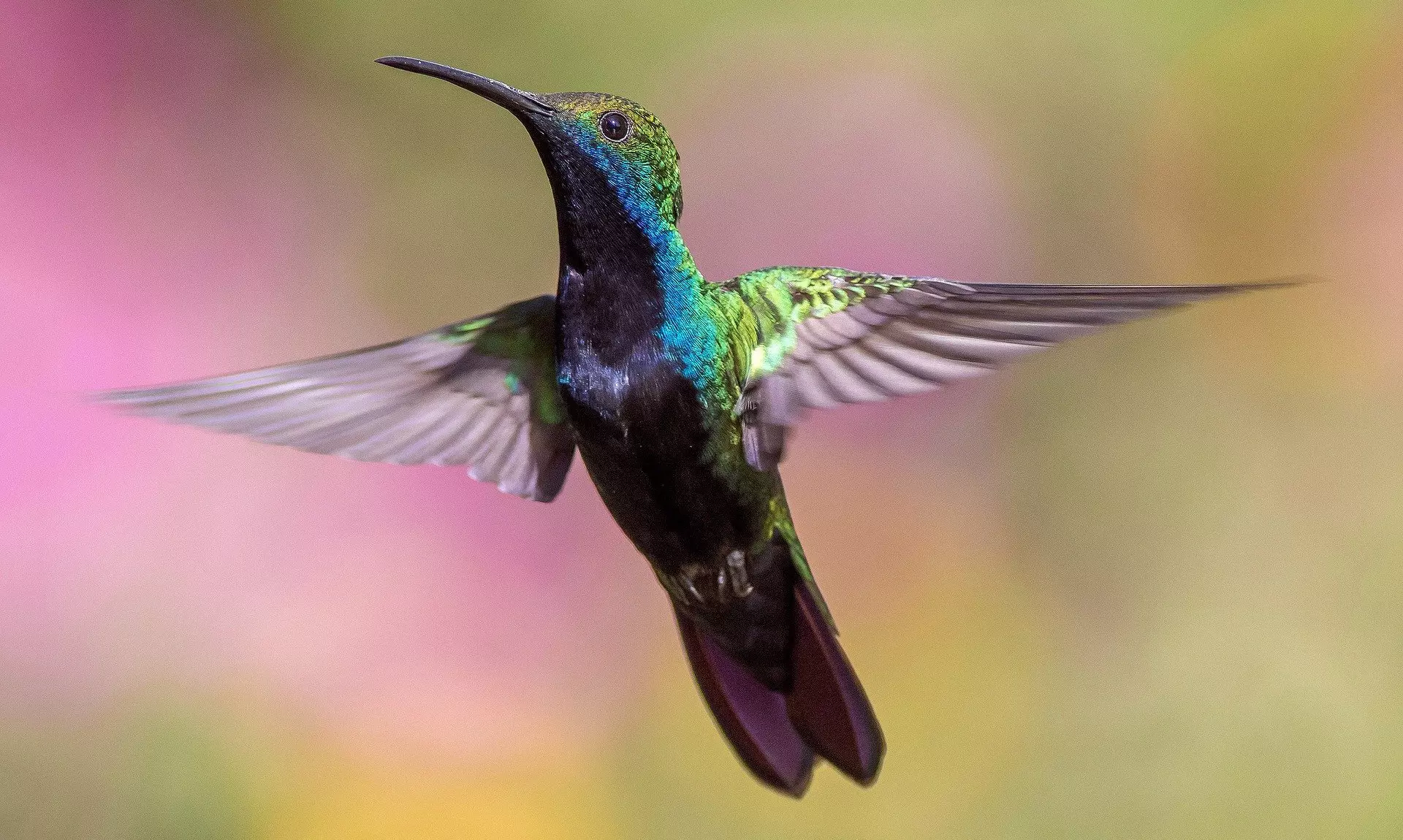 Elképesztő mértékben le tudják csökkenteni testhőmérsékletüket a kolibrik