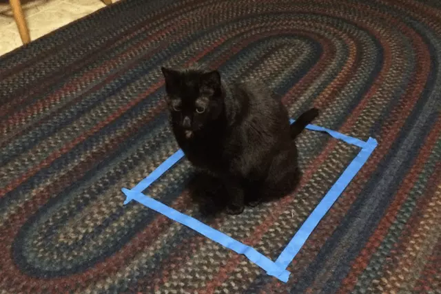 A macskák esete a négyzetekkel