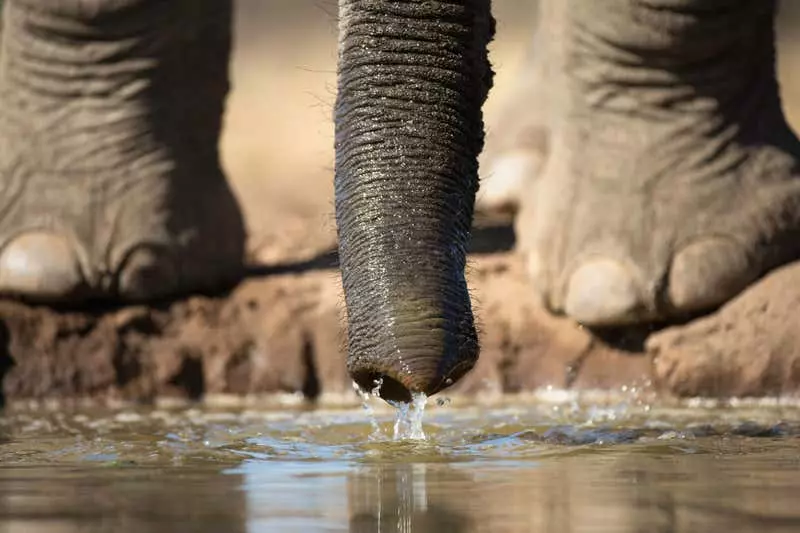 540 km/órás sebességgel szívja fel a vizet az elefánt