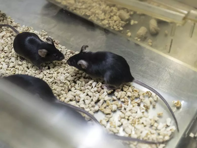 A fiatal agyfolyadék javítja az idősek memóriáját