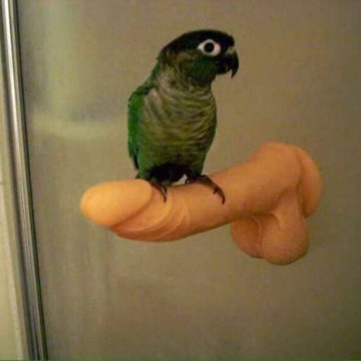 NGdavoretto