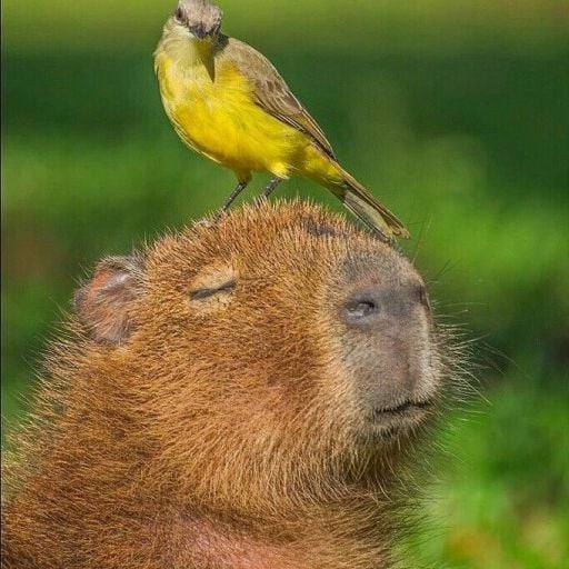 capidbara